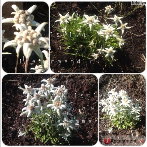 Эдельвейс aльпийский (Alpine edelweiss) лат. Leontopodium alpinum фото