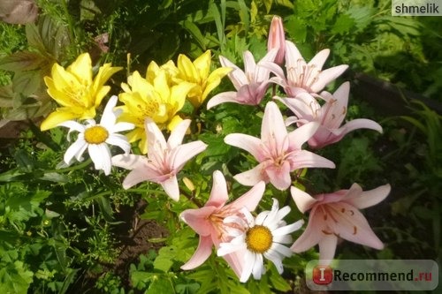 Лилия азиатская гибридная Фата Моргана (Lilium asiatic hybrid Fata Morgana) фото