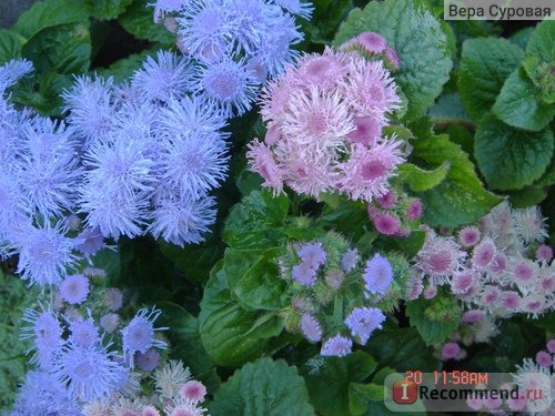 Агератум / Ageratum фото