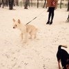 Китайская хохлатая собака фото
