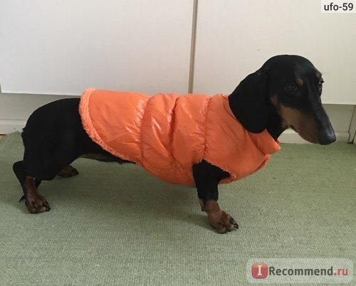 Одежда для собак Aliexpress Small Dog Pet Winter Padded Coat Warm Fleece Down Jacket Puppy Warm Cat Vest Clothes H1 фото