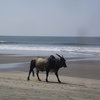 иногда на пляже прогуливались коровы