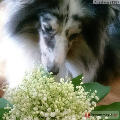 И стала такая леди, которая как и все дамы любит запах цветов))) 