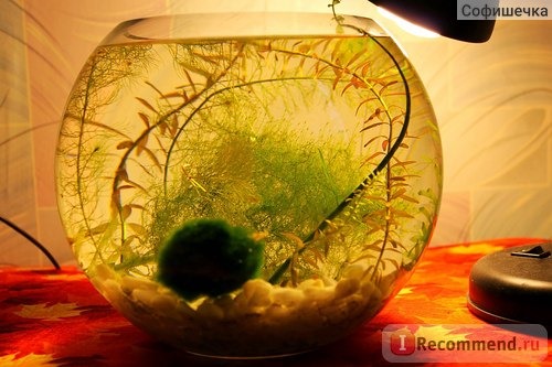 Мой мини аквариум шарик)