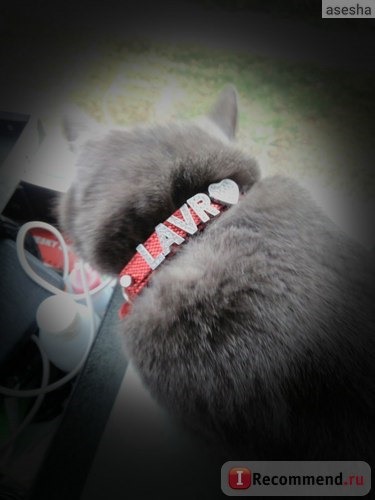 Ошейник Aliexpress Bling Personalized Pet Dog Collar Rhinestone Customized Free Name Diamond Bucklet XS S M L фото