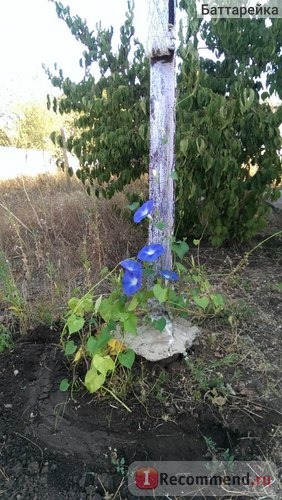 Ипомея Небесно-голубая (Ipomoea Heavenly Blue) фото