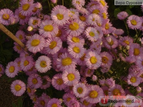 Эригерон красивый (Erigeron speciosus) фото