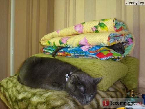 )))) А вот вся разница между корнишами и обычными кошками ))))