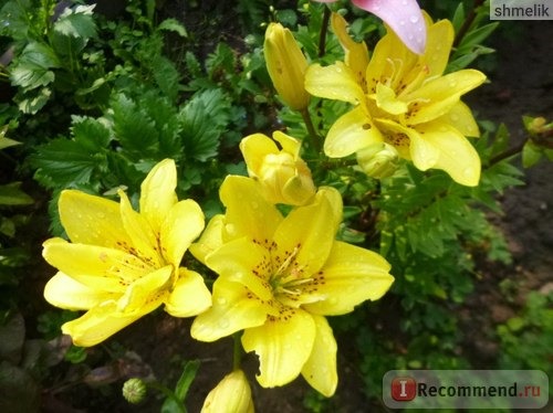 Лилия азиатская гибридная Фата Моргана (Lilium asiatic hybrid Fata Morgana) фото