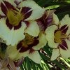 Лилейник / Красоднев / Hemerocallis фото