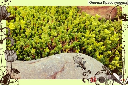 Очиток едкий ( Sedum acre) фото