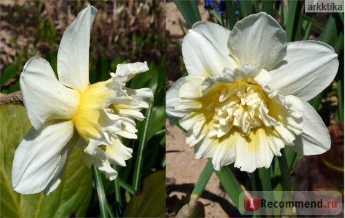 Нарцисс (Narcissus) фото