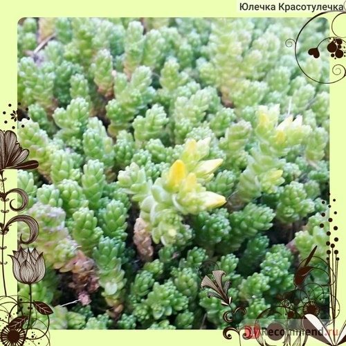 Очиток едкий ( Sedum acre) фото