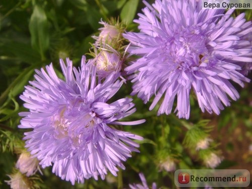 Эригерон красивый (Erigeron speciosus) фото