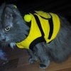 Одежда для собак Aliexpress Костюмчик пчелки для кошек и собак(Bumble bee Dog Halloween Costume Clothes Pet Apparel Bumble Bee Dress Up) фото