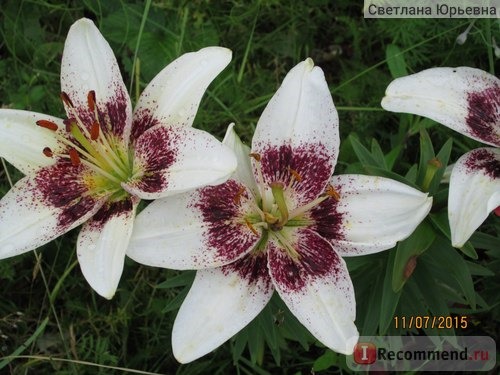 Лилия Уайт Пиксель / Lilium White Pixels агрофирма Флос фото