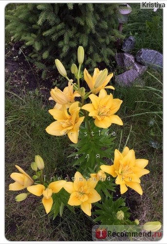 Лилия азиатская гибридная Фата Моргана (Lilium asiatic hybrid Fata Morgana) фото