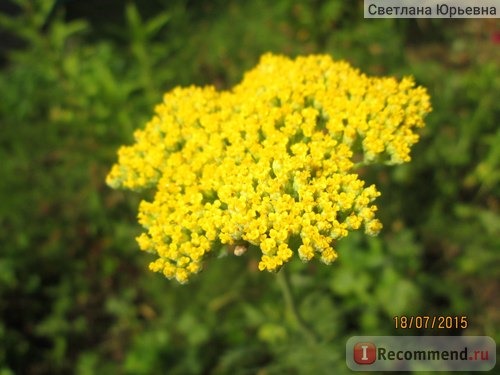 Тысячелистник таволговый / Achillea filipendulina фото