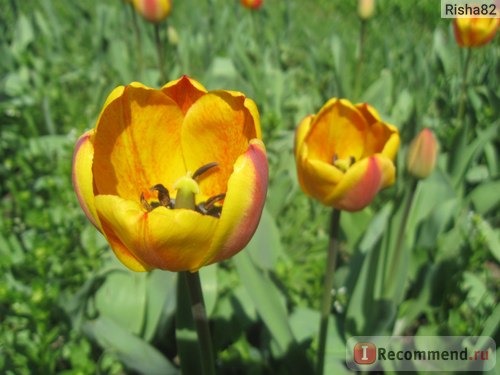 Тюльпан (Tulipa) фото