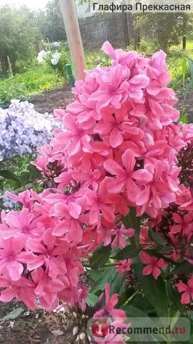 Флокс метельчатый Клеопатра (лат. Phlox paniculata Cleopatra) фото