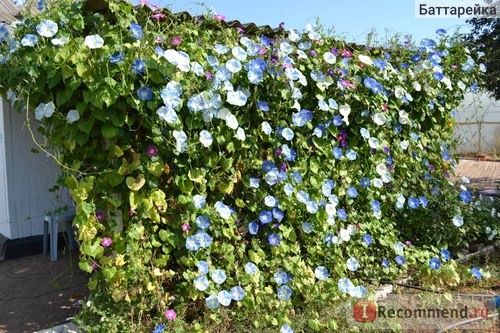 Ипомея Небесно-голубая (Ipomoea Heavenly Blue) фото