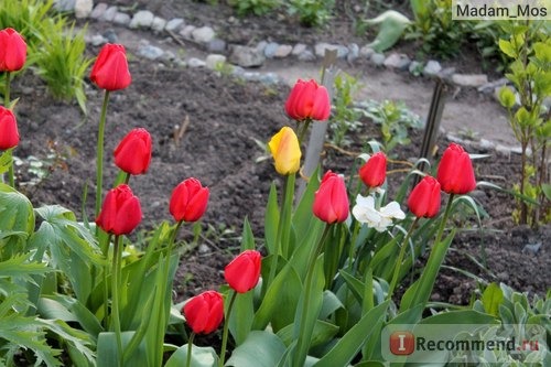 Тюльпан (Tulipa) фото