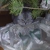 Скоттиш-фолд (Шотландская вислоухая кошка) фото