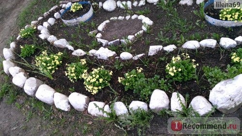 Примула обыкновенная / бесстебельная (Primula vulgaris, acaulis) фото