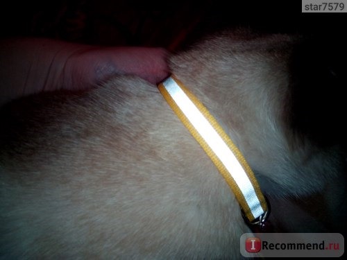 Ошейник Aliexpress LED Nylon Pet Dog Collar Night Safety LED Light-up Flashing Glow in the Dark Lighted Dog Collars Free shipping фото