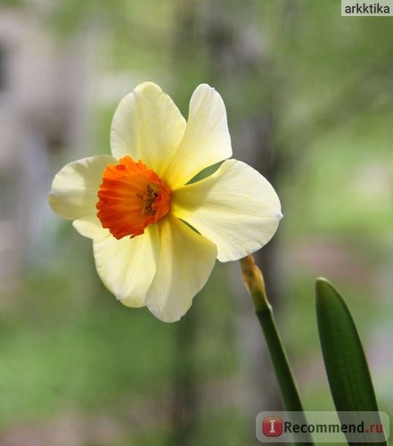 Нарцисс (Narcissus) фото