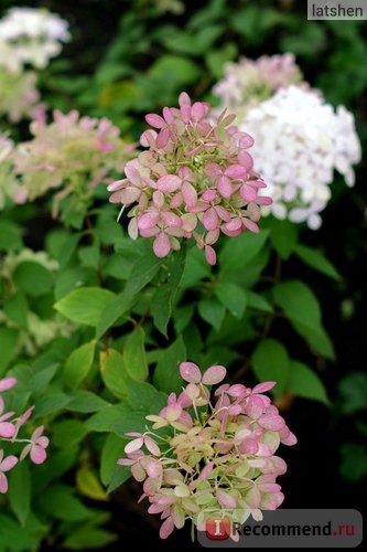 Гортензия метельчатая Ваниль Фрайз (Hydrangea paniculata Vanille Fraise) фото