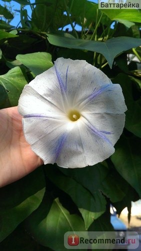 Ипомея Небесно-голубая (Ipomoea Heavenly Blue) фото