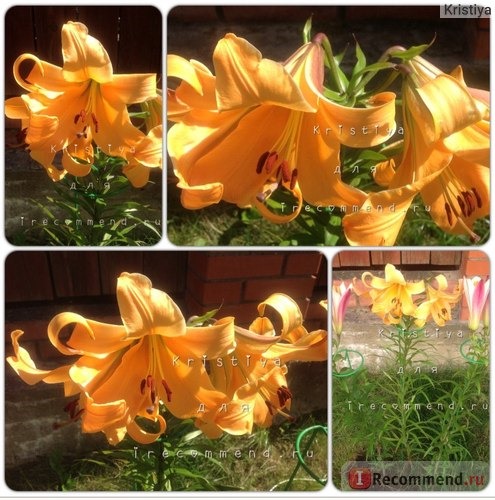 Лилия Африкана Квин (Lilium Africana Queen) фото