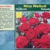 Роза флорибунда «Nina Weibull» фото