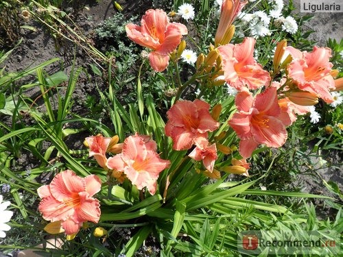 Лилейник / Красоднев / Hemerocallis фото