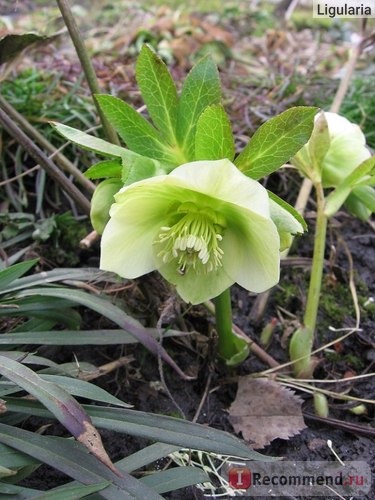 Морозник ( Helleborus) фото