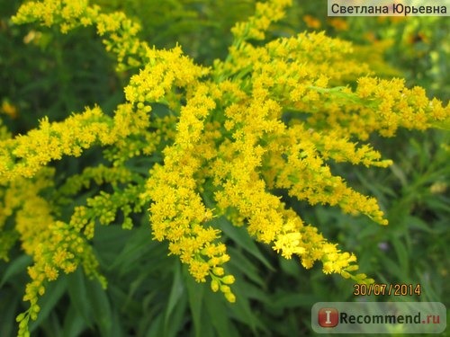 Солидаго канадское, золотарник канадский (Solidago canadensis ) сорт Патио фото