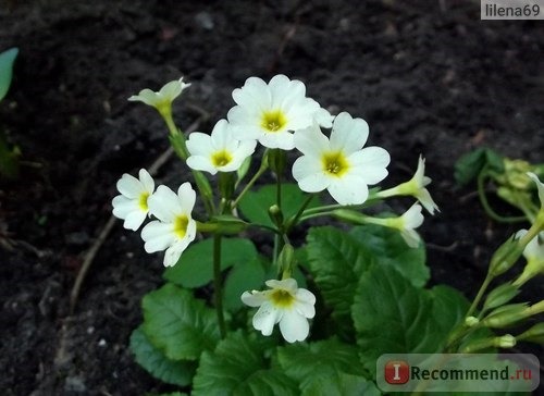 Примула обыкновенная / бесстебельная (Primula vulgaris, acaulis) фото