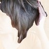 Шампунь и бальзам-кондиционер для всех типов волос Floralis Грейпфрут&Бергамот фото