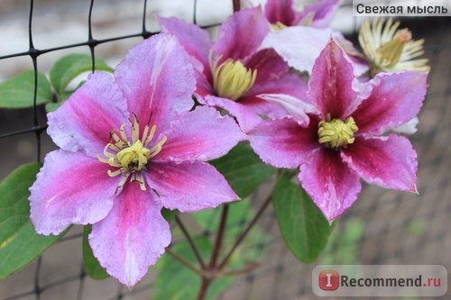 клематис 'Piilu' (Пиилу) Clematis фото