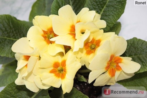 Примула обыкновенная / бесстебельная (Primula vulgaris, acaulis) фото