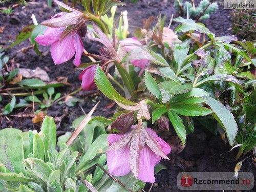 Морозник ( Helleborus) фото