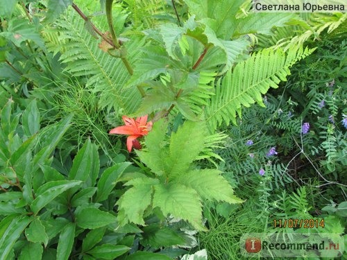 Лабазник красный/ Filipendula rubra «Venusta» фото