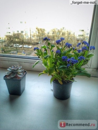 Незабудка (Myosotis) фото