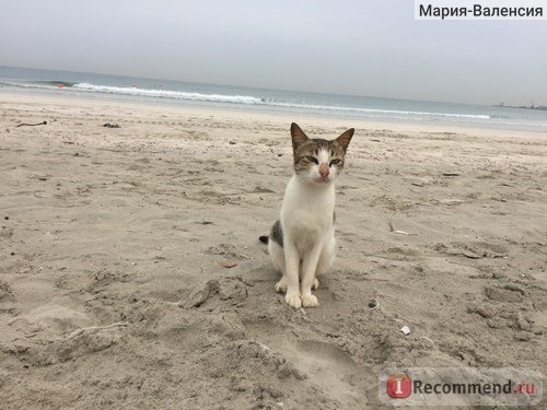 На городском пляже живет много котов