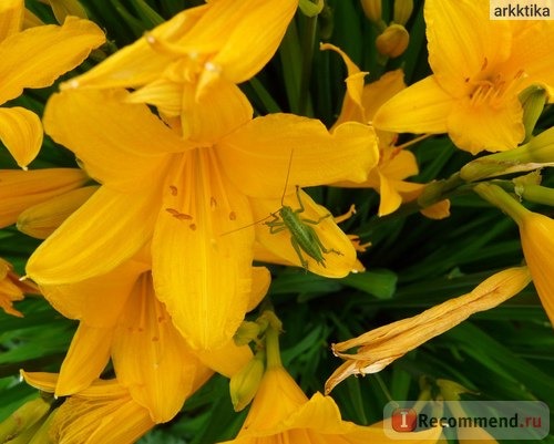 Лилейник / Красоднев / Hemerocallis фото