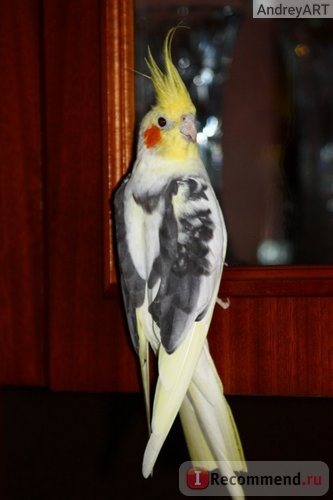 Корелла-нимфа, или нимфовый попугай / Nymphicus hollandicus фото