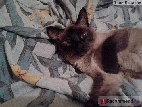 Тайская кошка фото