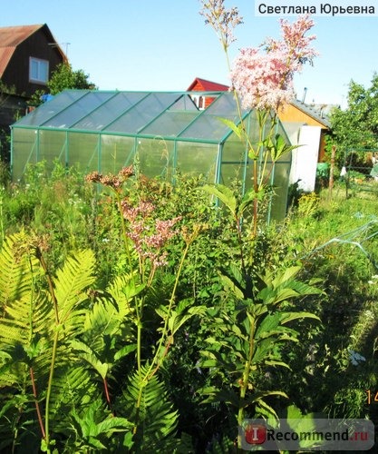 Лабазник красный/ Filipendula rubra «Venusta» фото