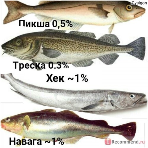 Рыба до 3% жирности- основной корм.